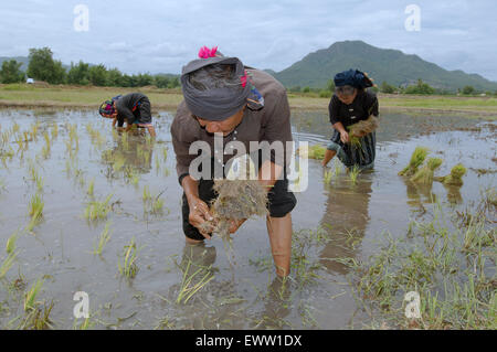 Tai Dam peuples paysans la plantation des plants de riz, province de Loei, Thaïlande Banque D'Images