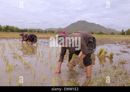 Tai Dam peuples paysans la plantation des plants de riz, province de Loei, Thaïlande Banque D'Images