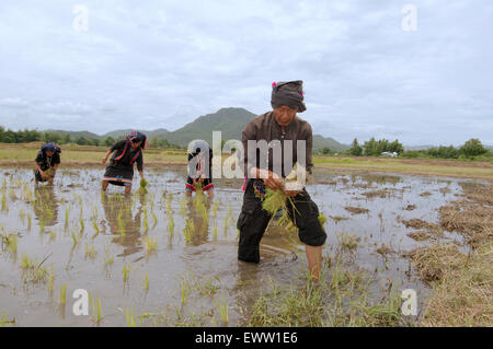 Tai Dam peuples paysans la plantation des plants de riz, province de Loei, Thaïlande Banque D'Images