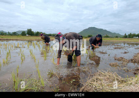 Tai Dam peuples paysans la plantation des plants de riz, province de Loei, Thaïlande Banque D'Images