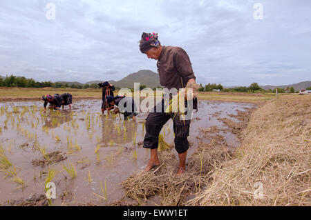 Tai Dam peuples paysans la plantation des plants de riz, province de Loei, Thaïlande Banque D'Images