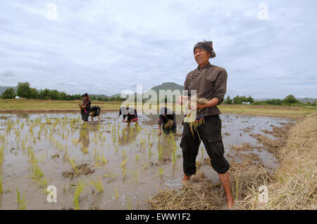 Tai Dam peuples paysans la plantation des plants de riz, province de Loei, Thaïlande Banque D'Images