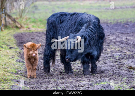 Highlander écossais noir mère nouveau-né près de vache veau mâle marron dans la saison du printemps Banque D'Images