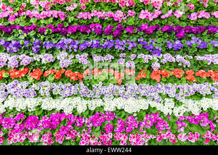 Rangées horizontales de fleurs avec beaucoup de différentes couleurs Banque D'Images