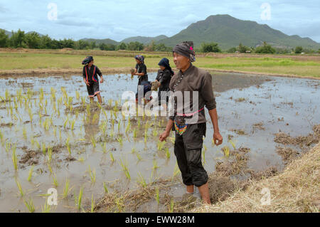 Tai Dam peuples paysans la plantation des plants de riz, province de Loei, Thaïlande Banque D'Images