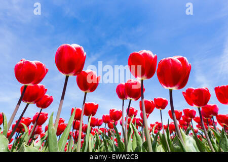 Champ de tulipes rouges montrant des fleurs close up de dessous avec ciel bleu dans la saison du printemps Banque D'Images