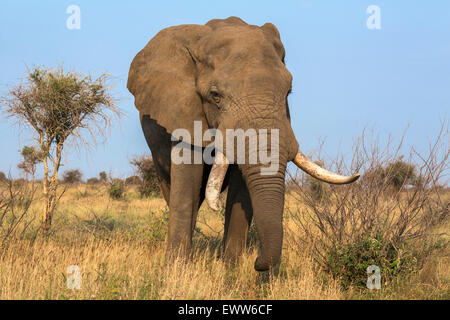 Bull d'éléphants d'Afrique (Loxodonta africana), Kruger National Park, Afrique du Sud, Banque D'Images