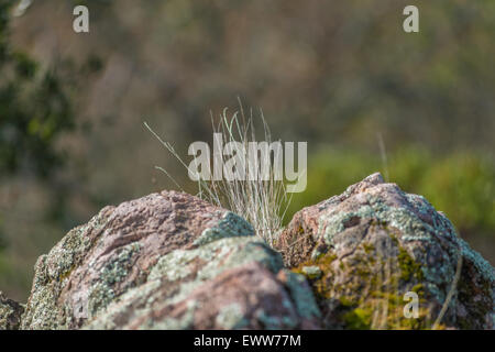 Herbes sauvages poussant dans des fissures de granit Banque D'Images