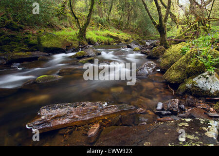 L'est du ressort de la rivière Okement Dartmoor National Park près de Okehampton Devon Uk Banque D'Images