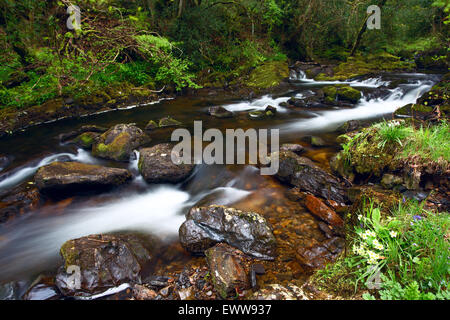 L'est du ressort de la rivière Okement Dartmoor National Park près de Okehampton Devon Uk Banque D'Images