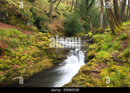 L'est du ressort de la rivière Okement Dartmoor National Park près de Okehampton Devon Uk Banque D'Images