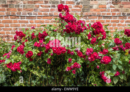 De plus en plus roses rouges contre l'ancien mur Banque D'Images