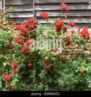 De plus en plus roses rouges contre l'ancien mur Banque D'Images