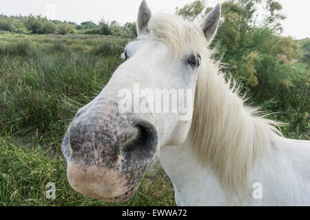 Chevaux Camargue (Equus caballus), les Saintes Maries-de-la-Mer, Camargue, France, Europe Banque D'Images