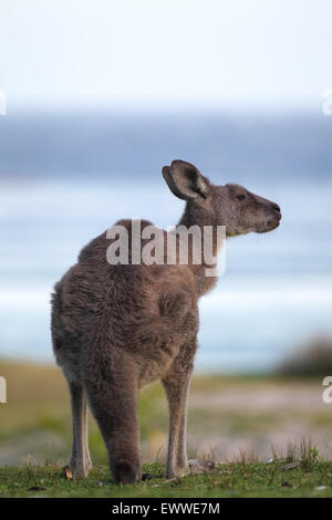 Le kangourou gris (Macropus giganteus) dans la lumière du soir sur une plage de galets dans le Murramarang National Park, en Australie. Banque D'Images