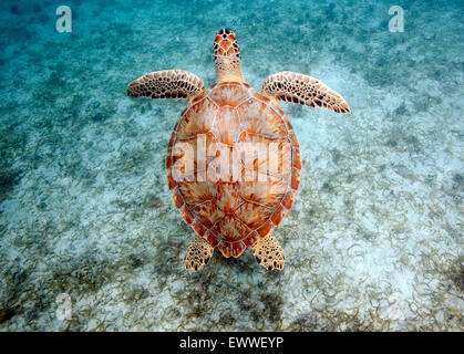 Une tortue de mer verte nage sur un lit d'herbe de mer au large de Maho Beach sur l'île de Saint John dans les îles Vierges américaines, Photo par Matt Banque D'Images