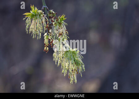 L'érable argenté (Acer saccharinum) fleurs Banque D'Images