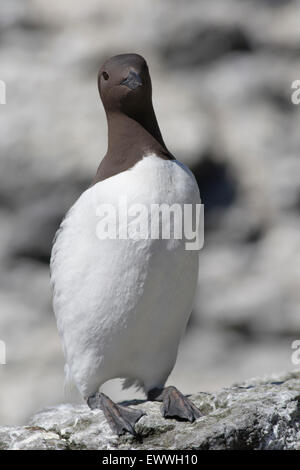 Common guillemot (Uria aalge), Treshnish Isles, Ecosse, Royaume-Uni Banque D'Images