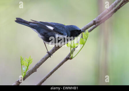 Mâle adulte, la paruline bleue à gorge noire (Setophaga caerulescens) Banque D'Images