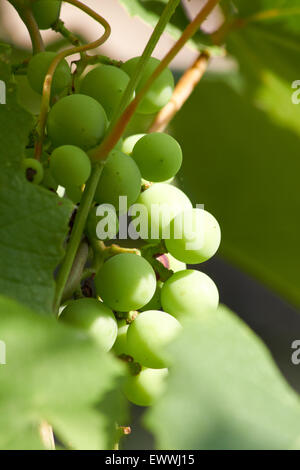 Raisins verts sur la vigne Banque D'Images