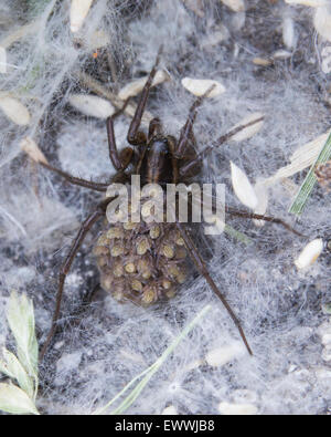 Wolf Spider femelle avec des bébés sur le dos Banque D'Images