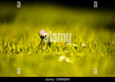 Lonely oxeye daisy dans la lumière du soir Banque D'Images