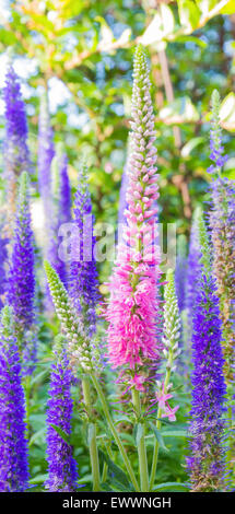 Magenta et Blue-Purple Veronicas dans le jardin d'été Banque D'Images