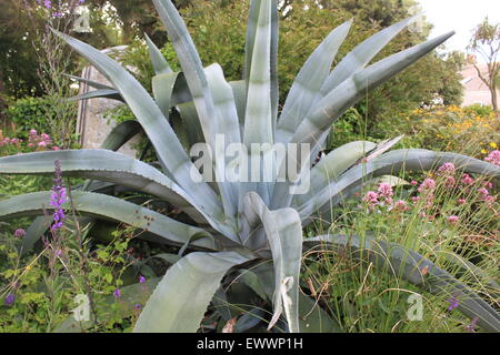 agave géant dans le chantier naval st marys penzance Banque D'Images