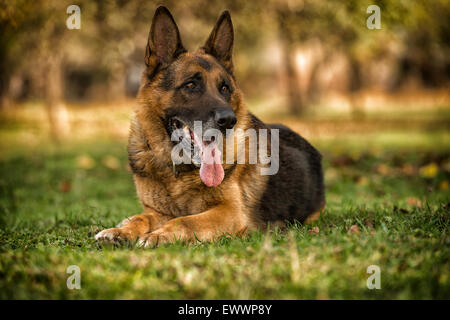Berger allemand portant sur l'herbe Banque D'Images