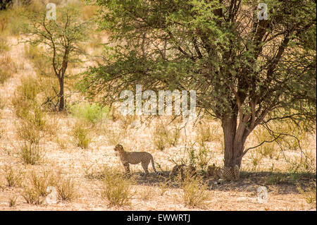 Afrique du Sud - Guépard (Acinonyx jubatus) reposant à l'ombre en Khalagadi Transfrontier Park Banque D'Images