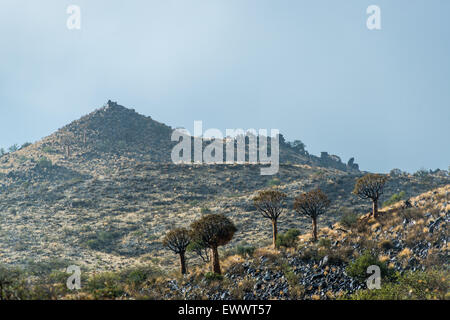 Keetmanshoop, Namibie - paysage avec carquois arbres et broussailles en Afrique au cours de la journée Banque D'Images