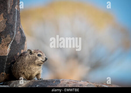 Keetmanshoop, la Namibie, l'Afrique - Rock (Procavia capensis hyrax) également appelé Dassie Banque D'Images