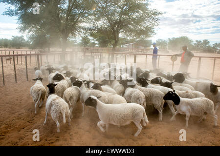 Namibie - mouton Dorper sur exploitation agricole en Afrique Banque D'Images