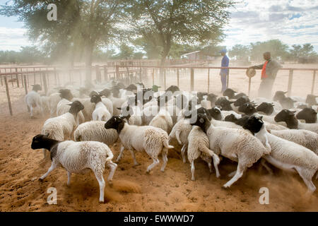 Namibie - mouton Dorper sur exploitation agricole en Afrique Banque D'Images