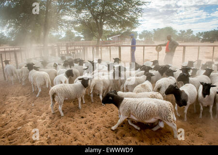 Namibie - mouton Dorper sur exploitation agricole en Afrique Banque D'Images