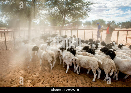 Namibie - mouton Dorper sur exploitation agricole en Afrique Banque D'Images
