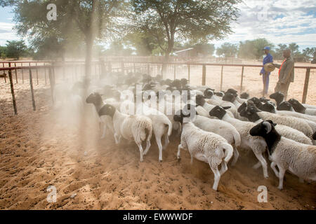 Namibie - mouton Dorper sur exploitation agricole en Afrique Banque D'Images