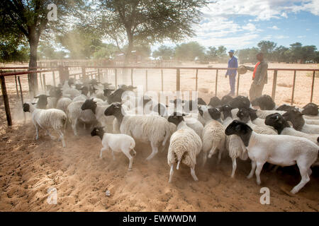 Namibie - mouton Dorper sur exploitation agricole en Afrique Banque D'Images