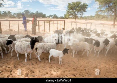 Namibie - mouton Dorper sur exploitation agricole en Afrique Banque D'Images