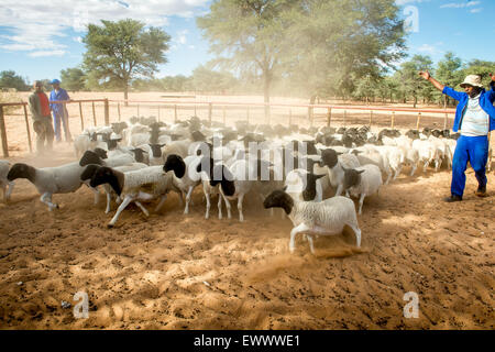 Namibie - mouton Dorper sur exploitation agricole en Afrique Banque D'Images