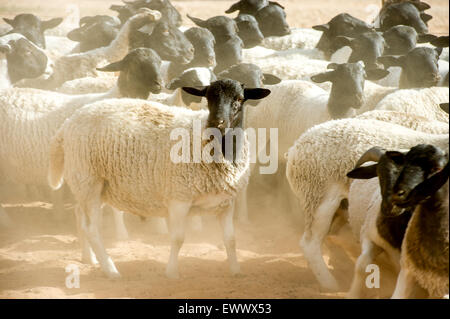 Namibie - mouton Dorper sur exploitation agricole en Afrique Banque D'Images