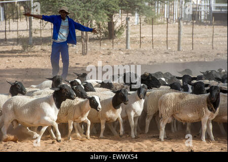 Namibie - mouton Dorper sur exploitation agricole en Afrique Banque D'Images