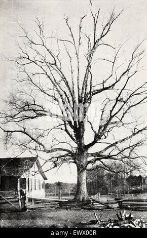 L'arbre, à l'anse du printemps, à trois milles de Athens, Alabama, en vertu de laquelle le général Nathan Bedford Forrest, États confédérés, a été administré le serment préliminaire du Ku Klux Klan par le Capitaine John Lester, circa 1867 C Banque D'Images