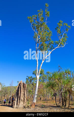 Termitière dans le Kakadu National Park Banque D'Images