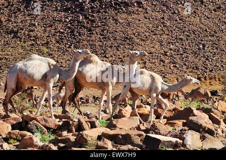 Des dromadaires dans les montagnes à 10hrs pass, Atar, région d'Adrar, Mauritanie Banque D'Images