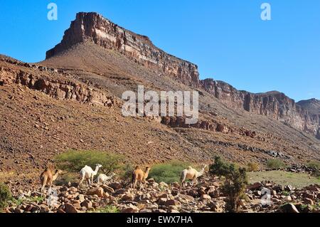 Des dromadaires dans les montagnes à 10hrs pass, Atar, région d'Adrar, Mauritanie Banque D'Images