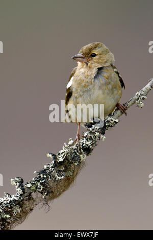 Common Chaffinch (Fringilla coelebs), femme assise sur la branche, Hedmark, Norvège Banque D'Images