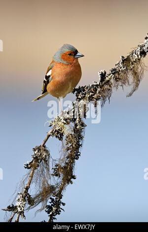 Common Chaffinch (Fringilla coelebs), homme assis sur la branche, Hedmark, Norvège Banque D'Images