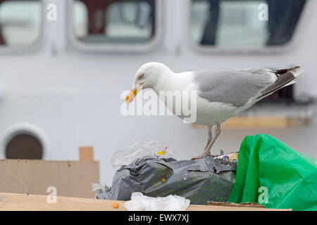 Moindre goéland marin de manger d'un sac poubelle dans le port d'IJmuiden, Hollande du Nord, aux Pays-Bas. Banque D'Images