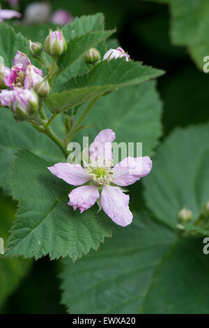 Rubus fruticosus. 'Blackberry sans épines Chester' fleurit en juin Banque D'Images